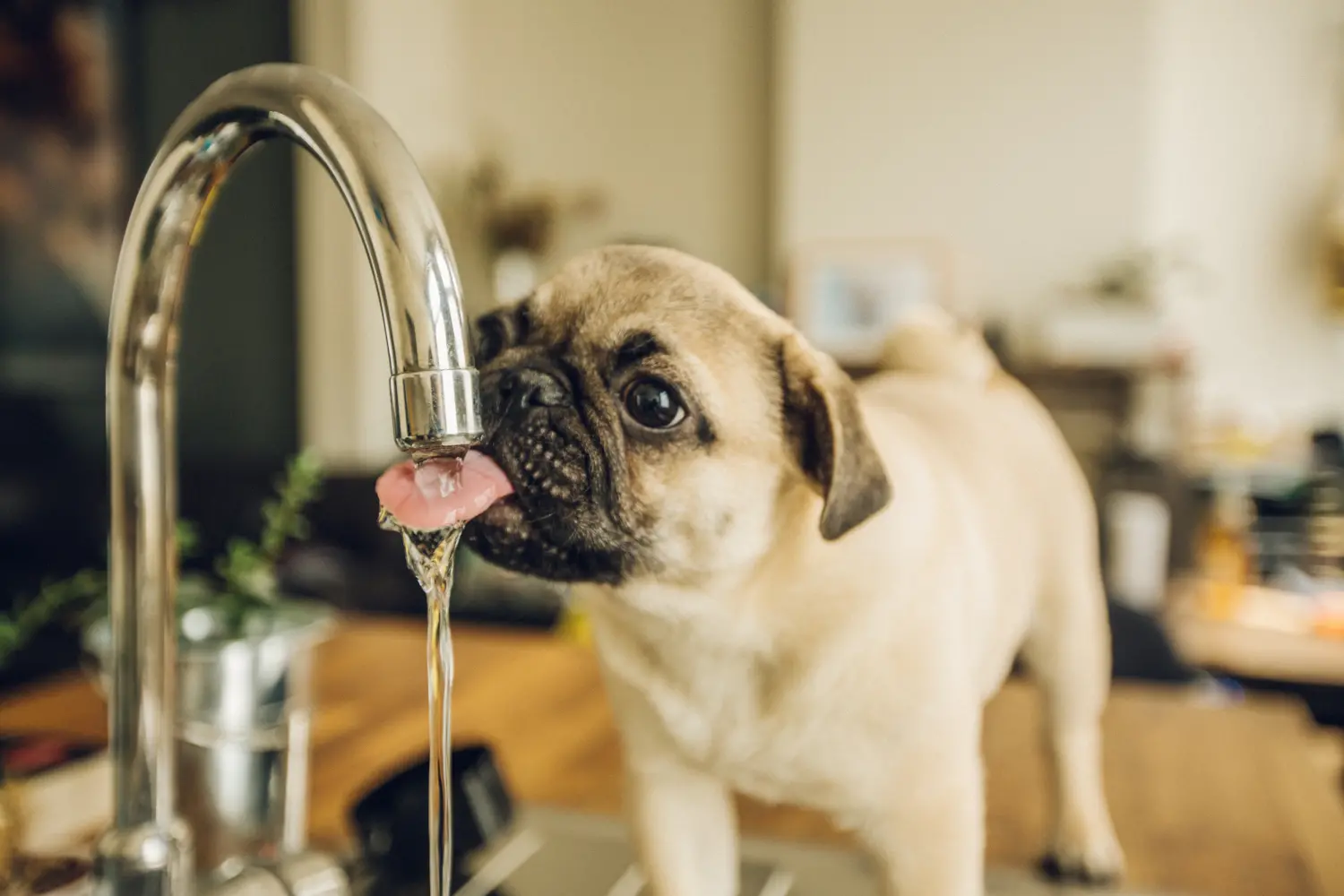 How to get dog store to drink more water